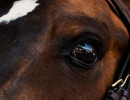 pds horseinspection