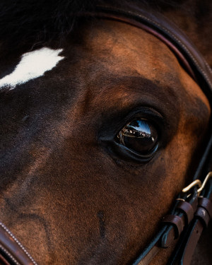 pds horseinspection
