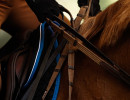 pds horseinspection