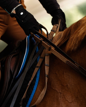 pds horseinspection