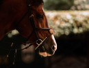pds horseinspection