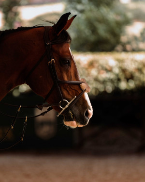 pds horseinspection