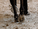 pds horseinspection