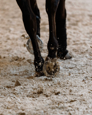 pds horseinspection